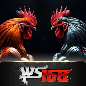 Ws168 Sabung - GECKO158
