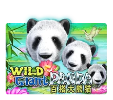 Wild Giant Panda - GECKO158