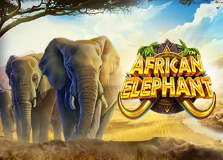 African Elephant - GECKO158